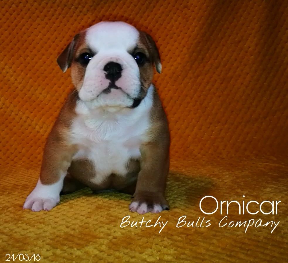 Butchy Bulls Company - Élevage de Bulldog anglais Basset hound