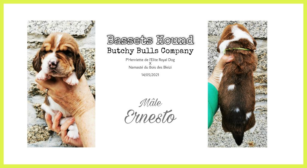 Butchy Bulls Company - Chiot disponible  - Basset Hound