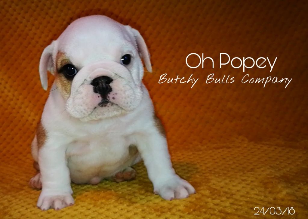 Butchy Bulls Company - Élevage de Bulldog anglais Basset hound Bretagne