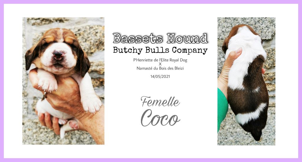 Butchy Bulls Company - Chiot disponible  - Basset Hound