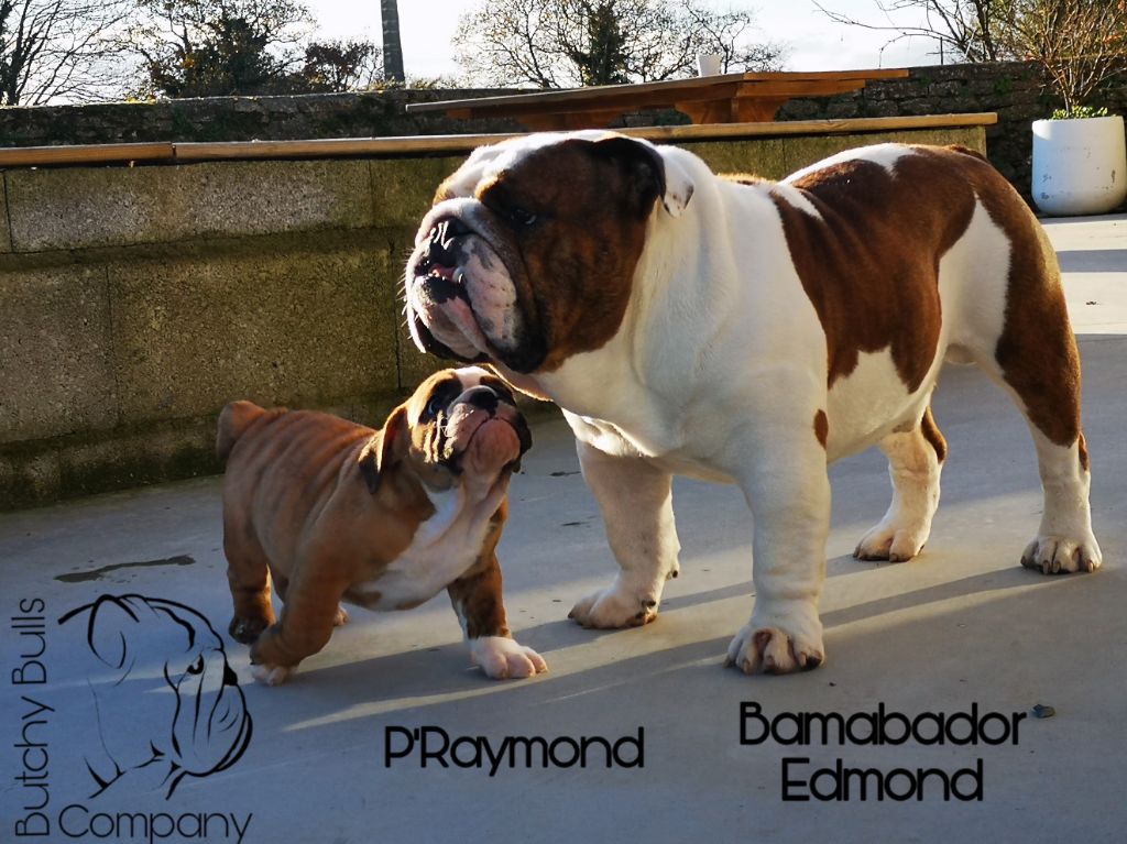 bamabador Edmond